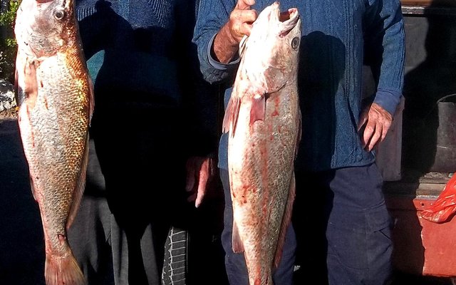 Jannie Roux en Albert Potgieter met van die mooi kabeljoue wat die naweek in die omgewing van die Moddergate gevang is.        